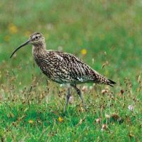 Curlew