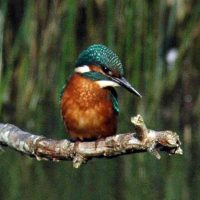 Kingfisher