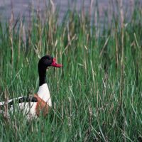 Shelduck