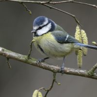 Blue Tit