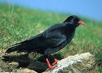 Chough