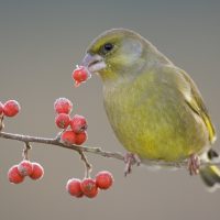 Greenfinch (male)  Carduelis chloris - feeding on cotoneaster berries in winter