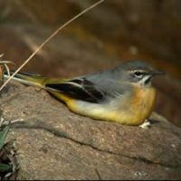 Grey Wagtail