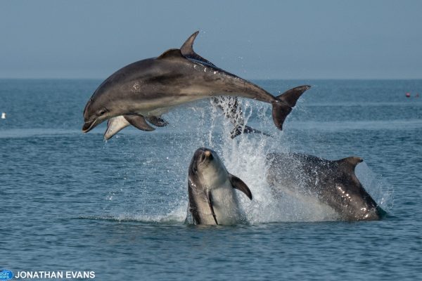 Dolphins leaping