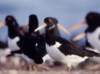 Oyster Catcher