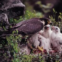 Peregrine Falcon