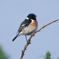 Stonechat